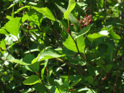 black hawthorn (Crataegus douglasii)