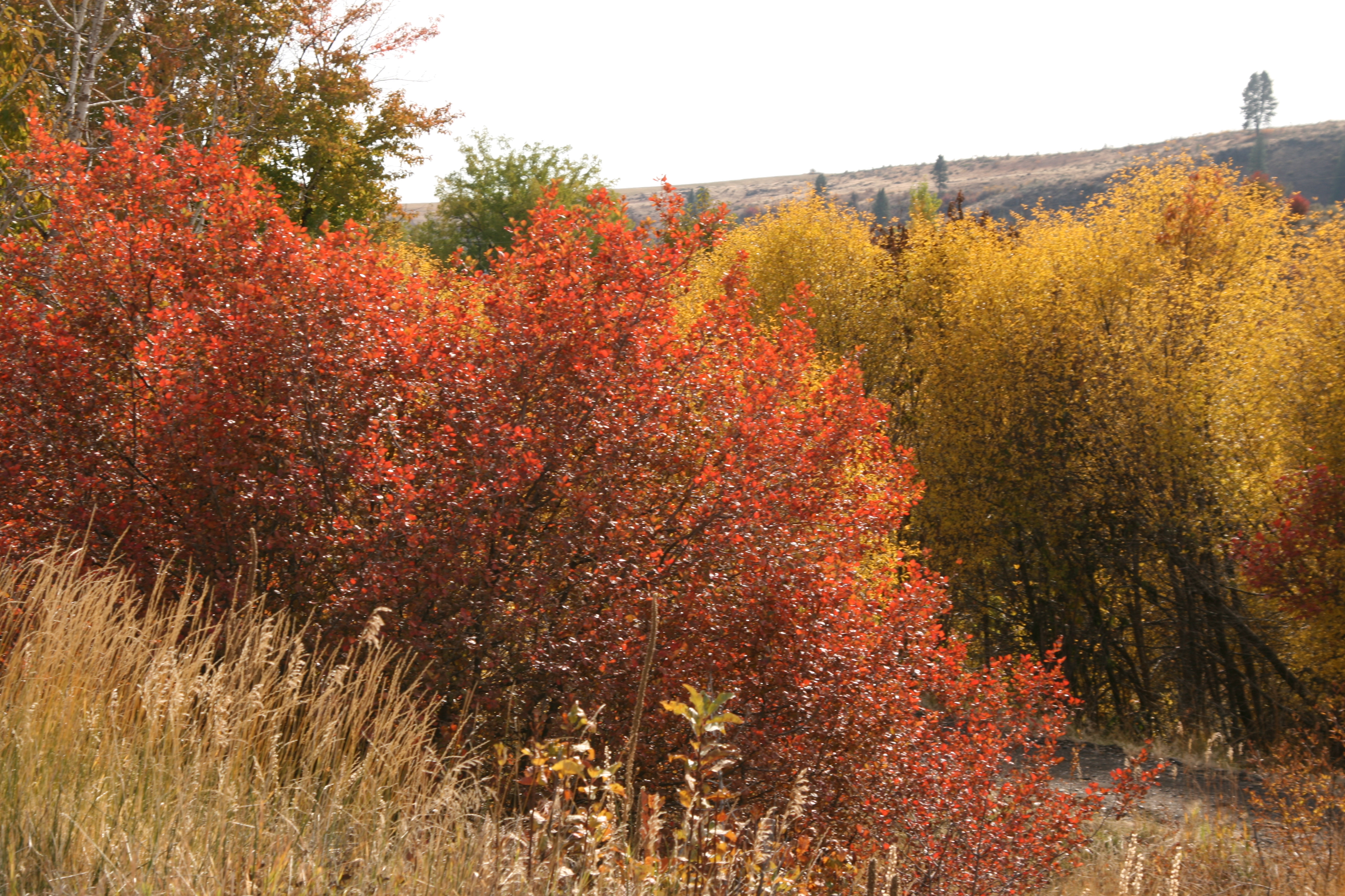 black hawthorn (Crataegus douglasii)