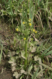blister buttercup, cursed buttercup (Ranunculus sceleratus)
