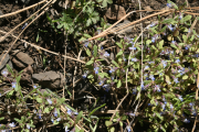 blue-eyed Mary (Collinsia parviflora)