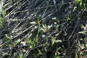 blue-eyed Mary (Collinsia parviflora)