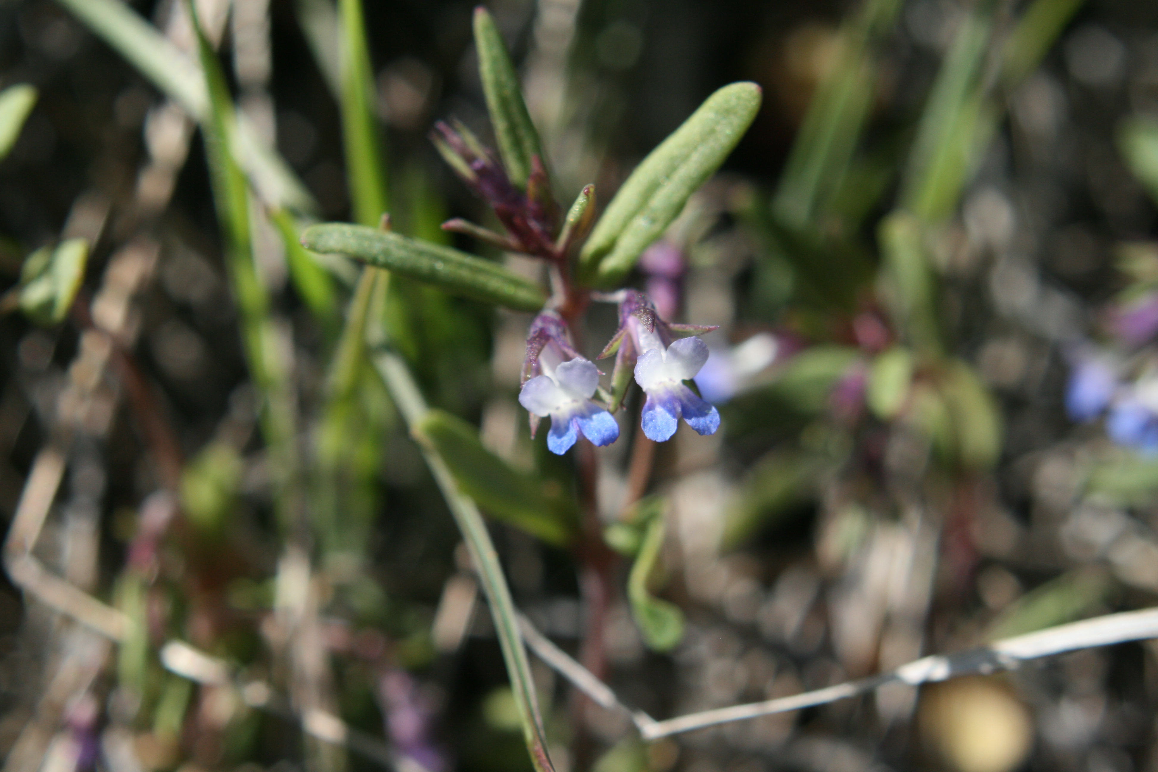 blue-eyed Mary (Collinsia parviflora)