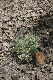 blue mountain buckwheat (EriogonumStrictum)