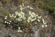 Blue Mountain buckwheat, strict buckwheat (Eriogonum strictum)