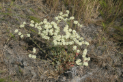 Blue Mountain buckwheat, strict buckwheat (Eriogonum strictum)
