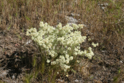 Blue Mountain buckwheat, strict buckwheat (Eriogonum strictum)
