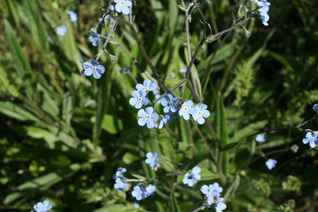 Blue stickseed (Hackelia micratha)