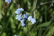Blue stickseed (Hackelia micratha)