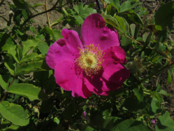 Bristly Nootka Rose