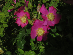 Bristly Nootka Rose