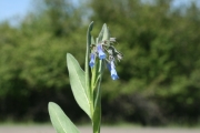 broadleaf bluebell (Mertensia platyphylla)