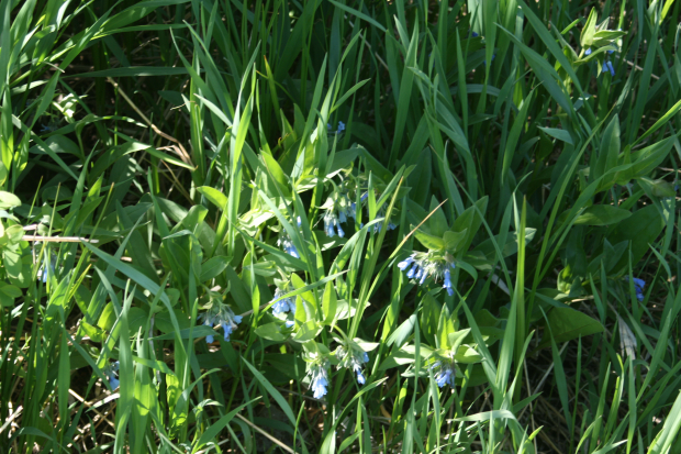 broadleaf bluebell (Mertensia platyphylla)