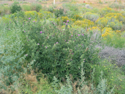 bull thistle (Cirsium vulgare)
