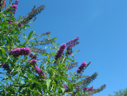 butterfly bush (Buddleja sp.)
