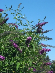 butterfly bush (Buddleja sp.)
