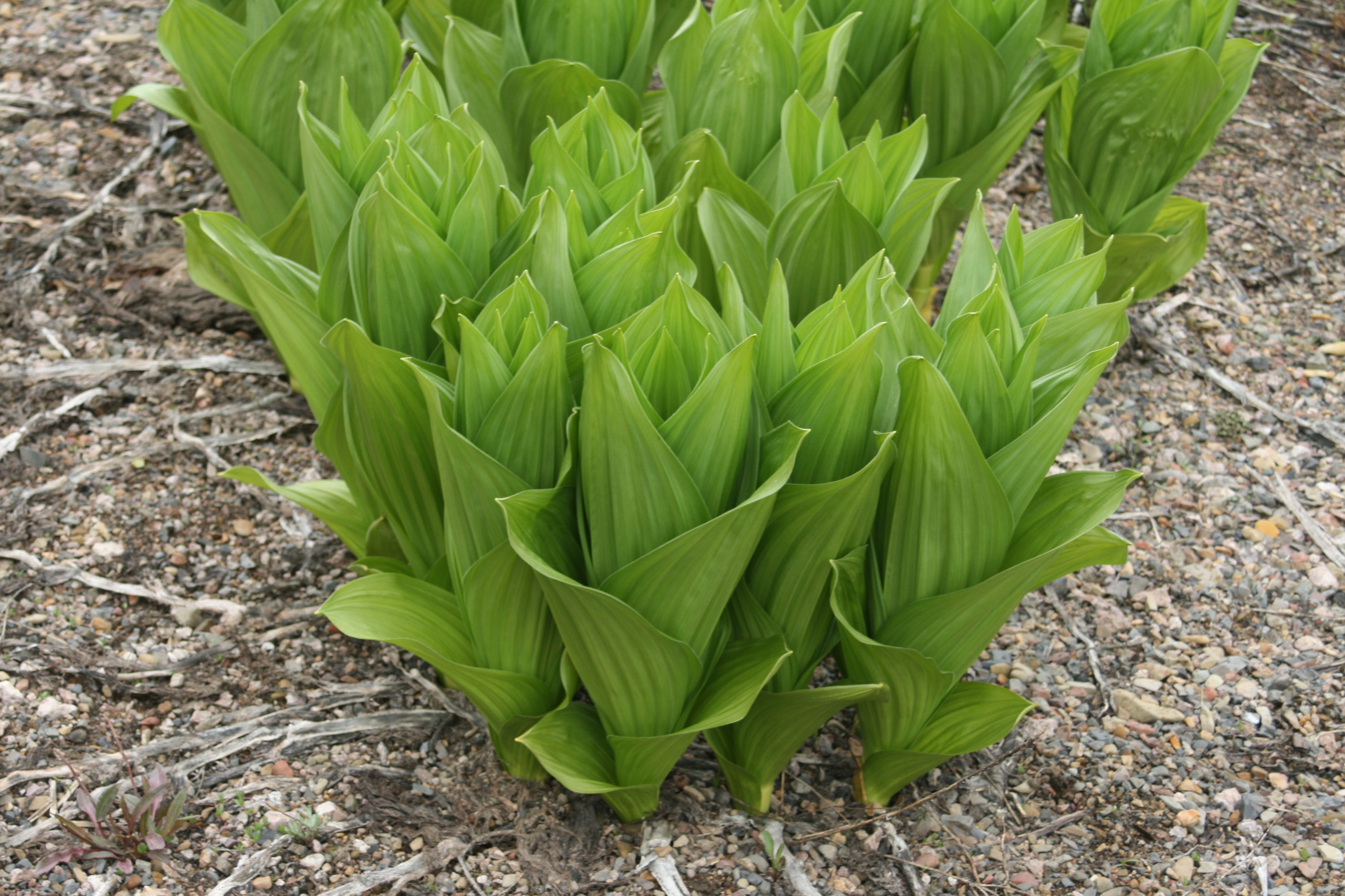 California false hellebore, corn lily, skunk cabbage (Veratrum californicum)