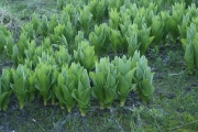 California false hellebore, corn lily, skunk cabbage (Veratrum californicum)