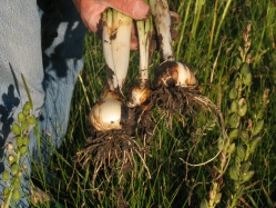 camas, black camas, camas lily (Camassia quamash)