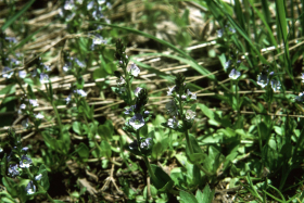 American speedwell (Veronica americana)
