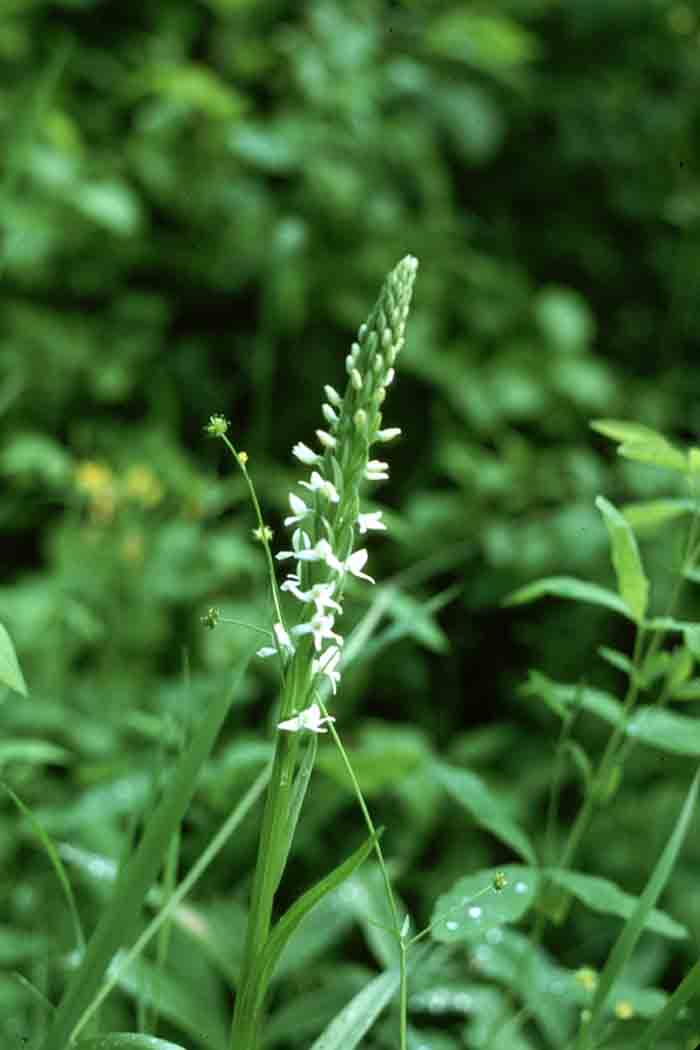 bog orchid (Habenaria dilatata)
