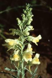 butter and eggs, bread and butter (Linaria vulgaris)