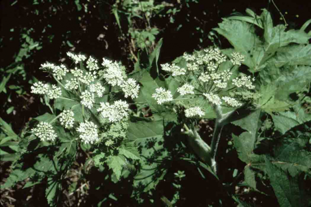 cow parsnip (Heracleum lanatum)
