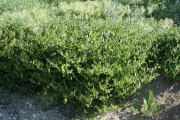 catchweed (Asperugo procumbens)