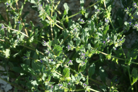 catchweed (Asperugo procumbens)