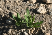 catchweed (Asperugo procumbens)