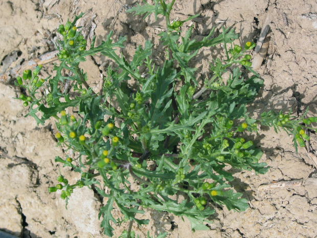 common groundsel (Senecio vulgaris)