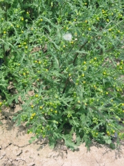 common groundsel (Senecio vulgaris)