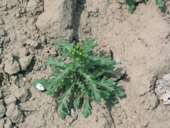common groundsel (Senecio vulgaris)