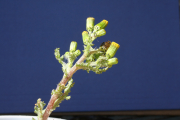 common groundsel, old-man-in-the-Spring (Senecio vulgaris)