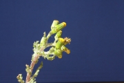 common groundsel, old-man-in-the-Spring (Senecio vulgaris)