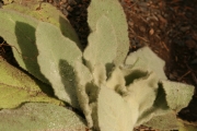 Mullein (Verbascum thapsus)