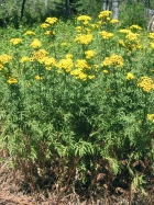 Common Tansy (Tanacetum vulgare)