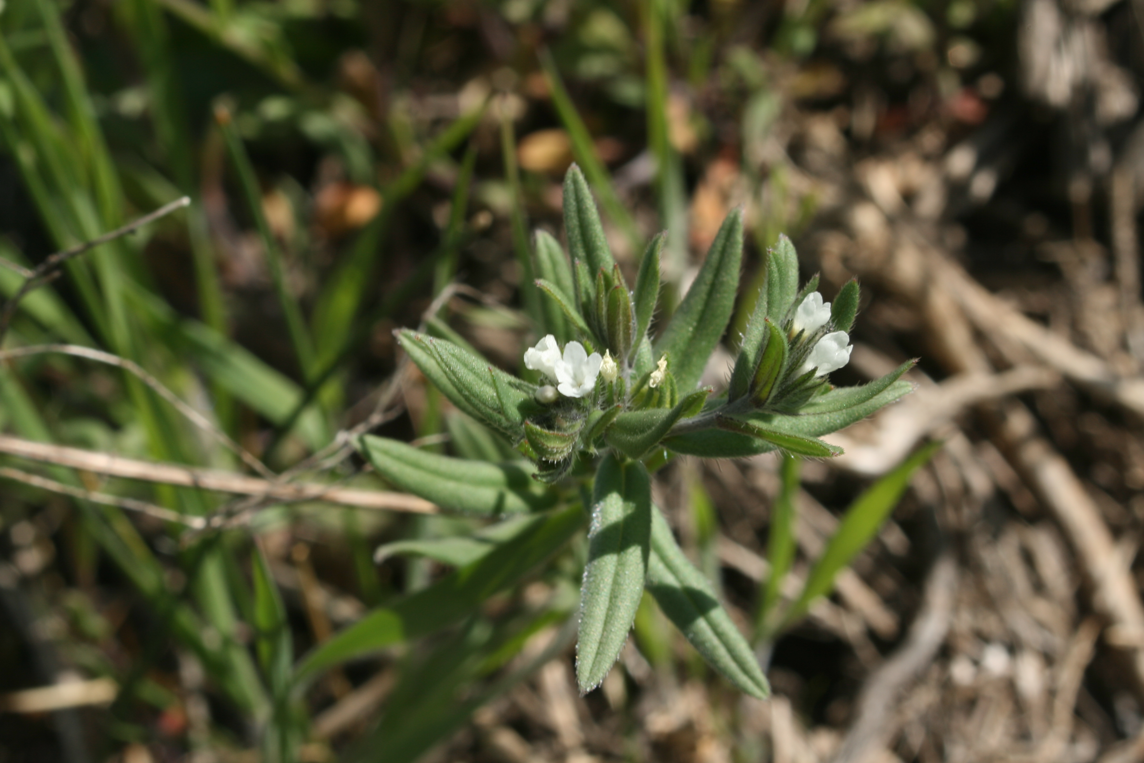 corn gromwell (Lithospermum arvense)