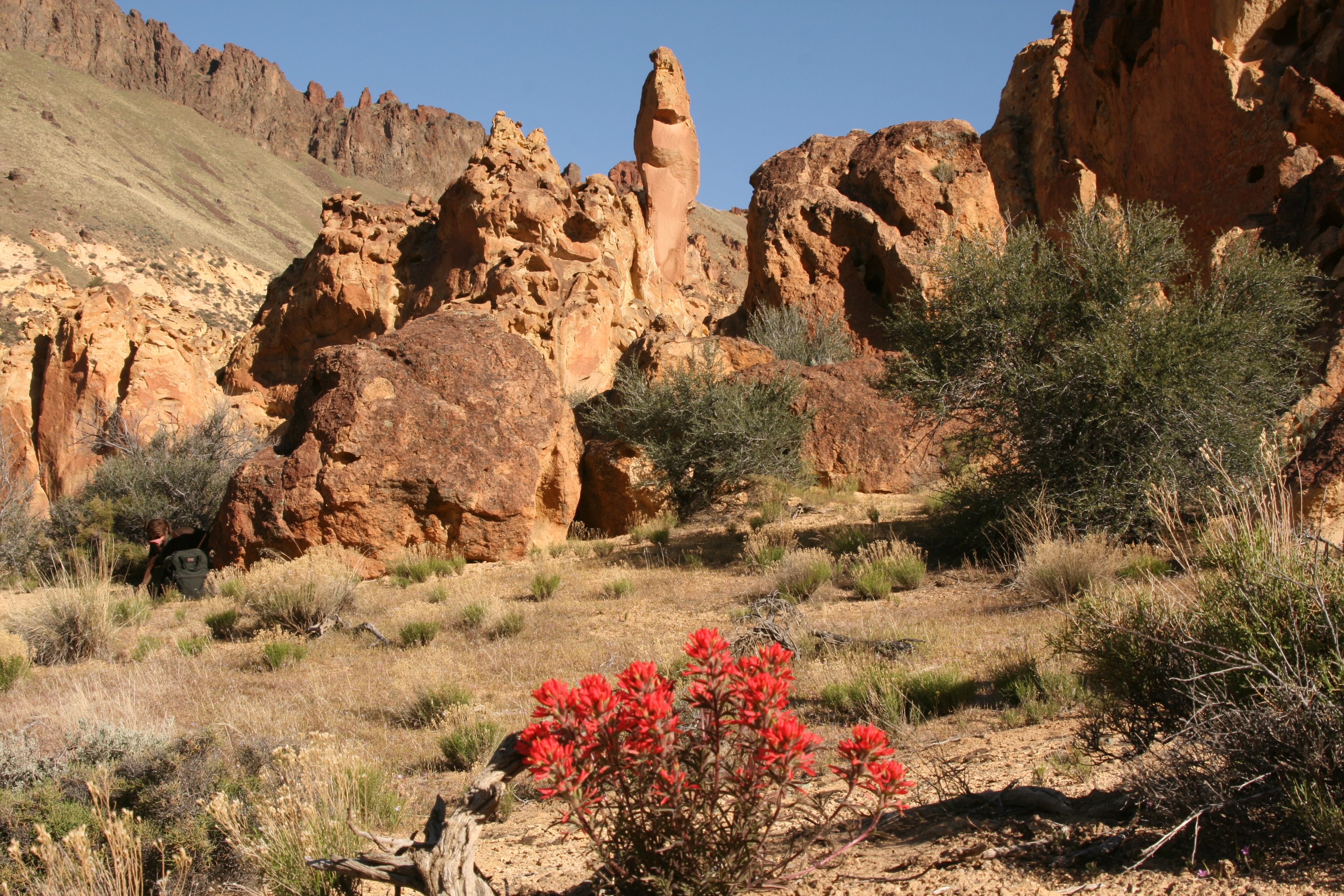 curlleaf mountain-mahogany (Cercocarpus ledifolius) 