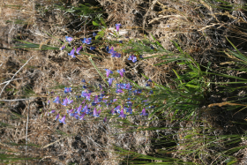 Cusick's Penstemon (Penstemon Cusickii)