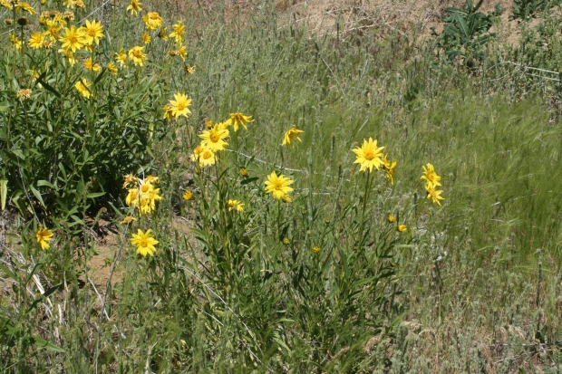 Cusick's Sunflower (Helianthus cusickii)
