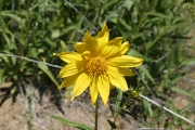 Cusick's Sunflower (Helianthus cusickii)
