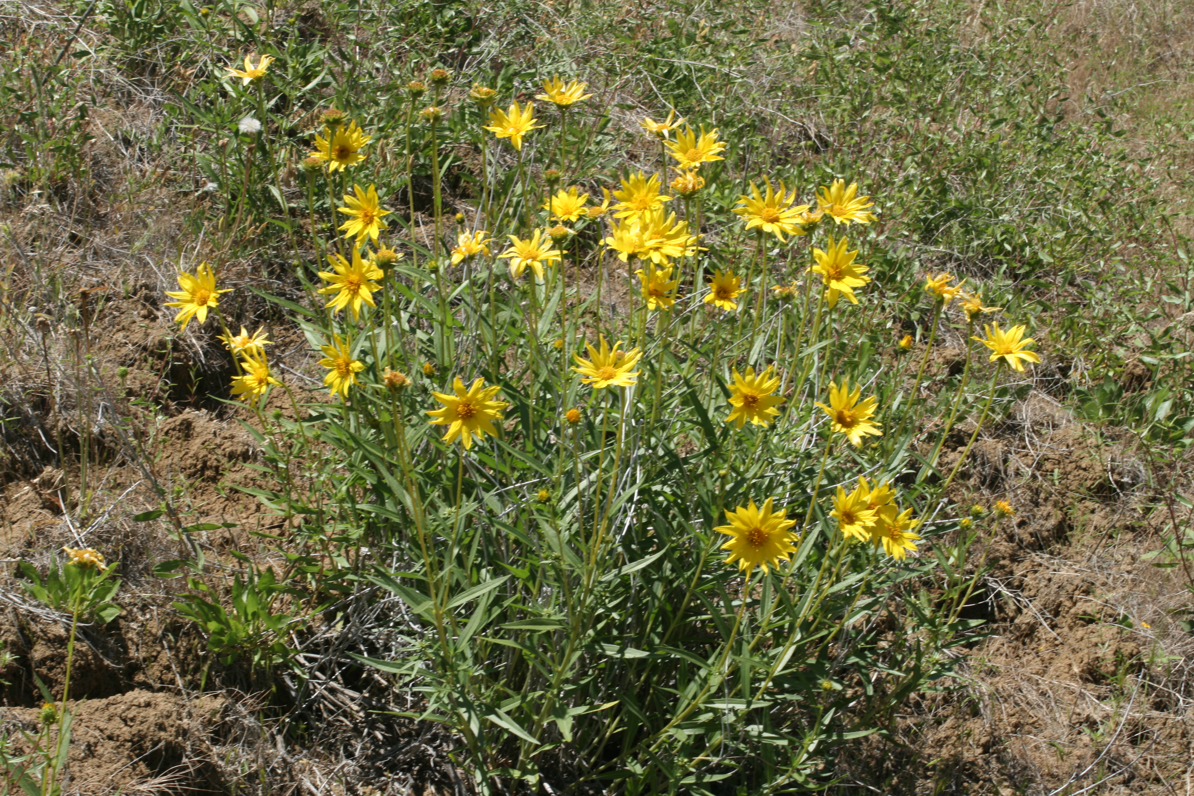 Cusick's Sunflower (Helianthus cusickii)
