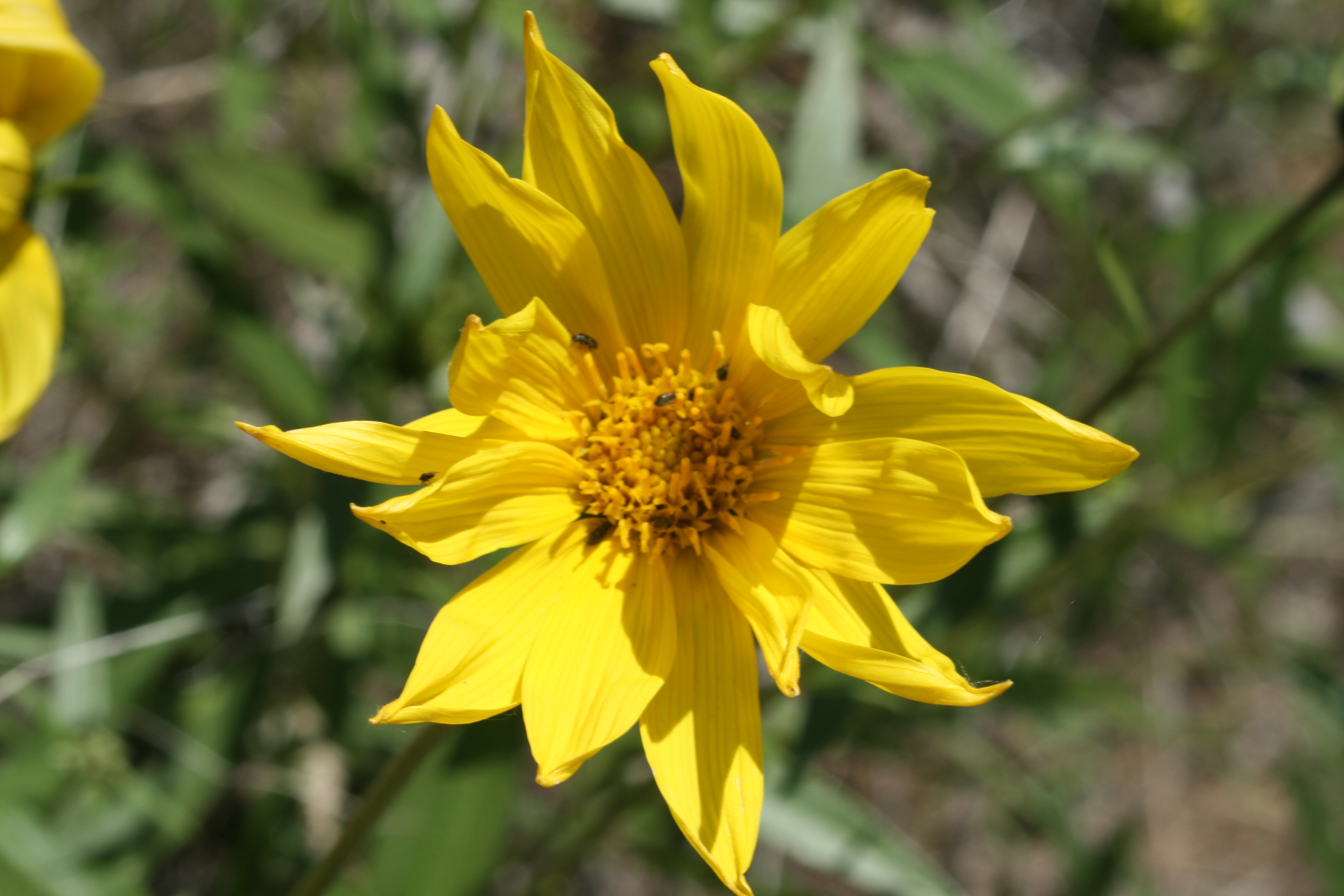 Cusick's Sunflower (Helianthus cusickii)
