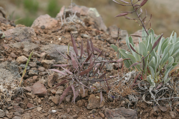 daggerpod, wallflower phoenicaulis (Phoenicaulis cheiranthoides Nutt.)