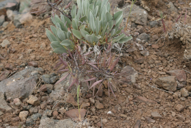 daggerpod, wallflower phoenicaulis (Phoenicaulis cheiranthoides Nutt.)