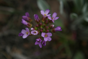 daggerpod, wallflower phoenicaulis (Phoenicaulis cheiranthoides Nutt.)