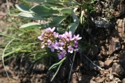 daggerpod, wallflower phoenicaulis (Phoenicaulis cheiranthoides Nutt.)