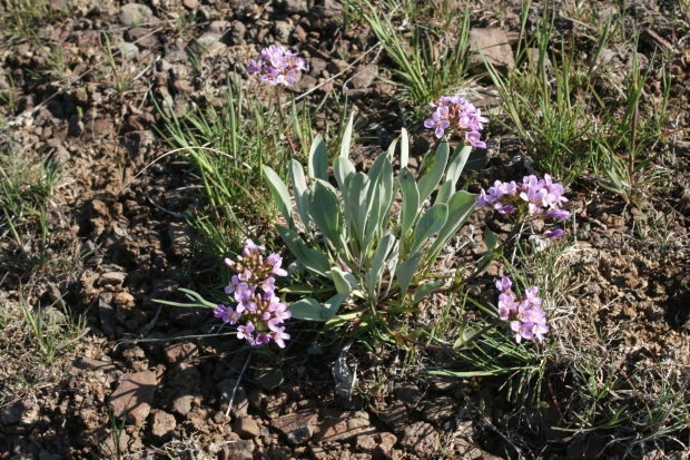 daggerpod, wallflower phoenicaulis (Phoenicaulis cheiranthoides Nutt.)