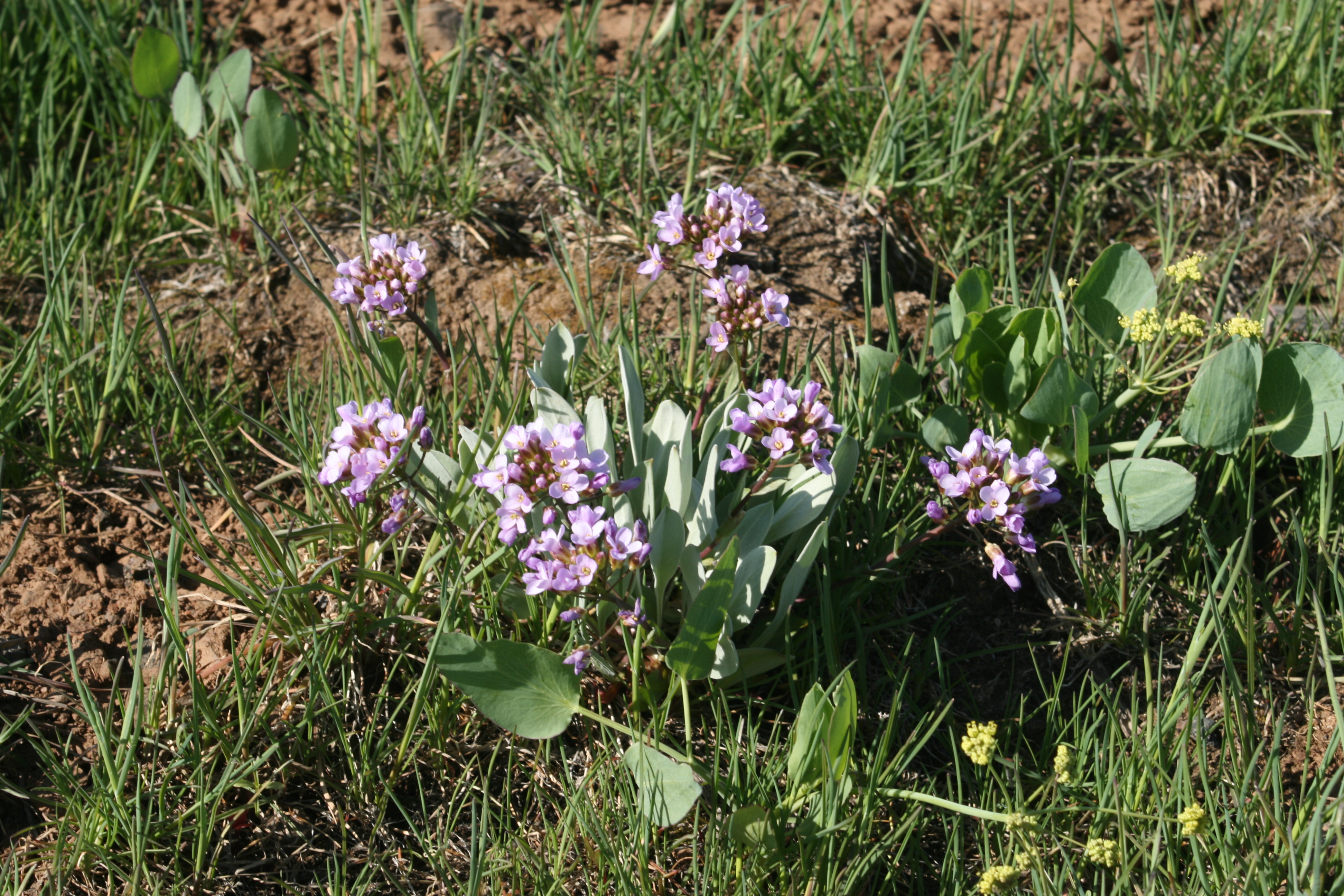 daggerpod, wallflower phoenicaulis (Phoenicaulis cheiranthoides Nutt.)