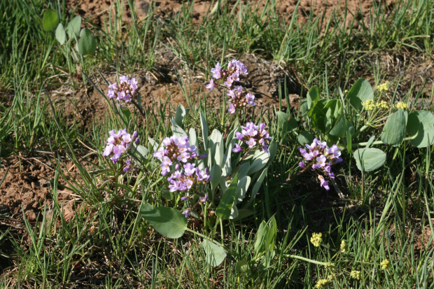 daggerpod, wallflower phoenicaulis (Phoenicaulis cheiranthoides Nutt.)